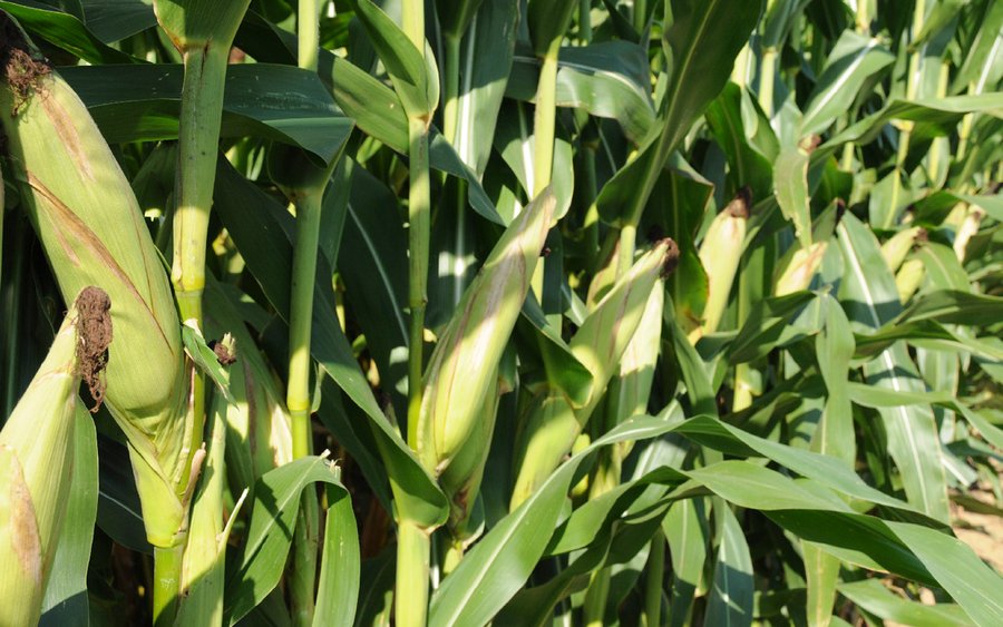 For sale: 158+/- Acre Grain Farm - Royal Center, IN