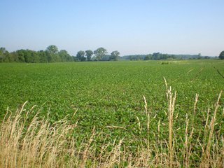 32.5+/- acre grain farm.  Excellent soils - nearly all tillable. - 32.5+/- Acre Grain Farm