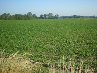 32.5+/- acre grain farm.  Excellent soils - nearly all tillable. - 32.5+/- Acre Grain Farm