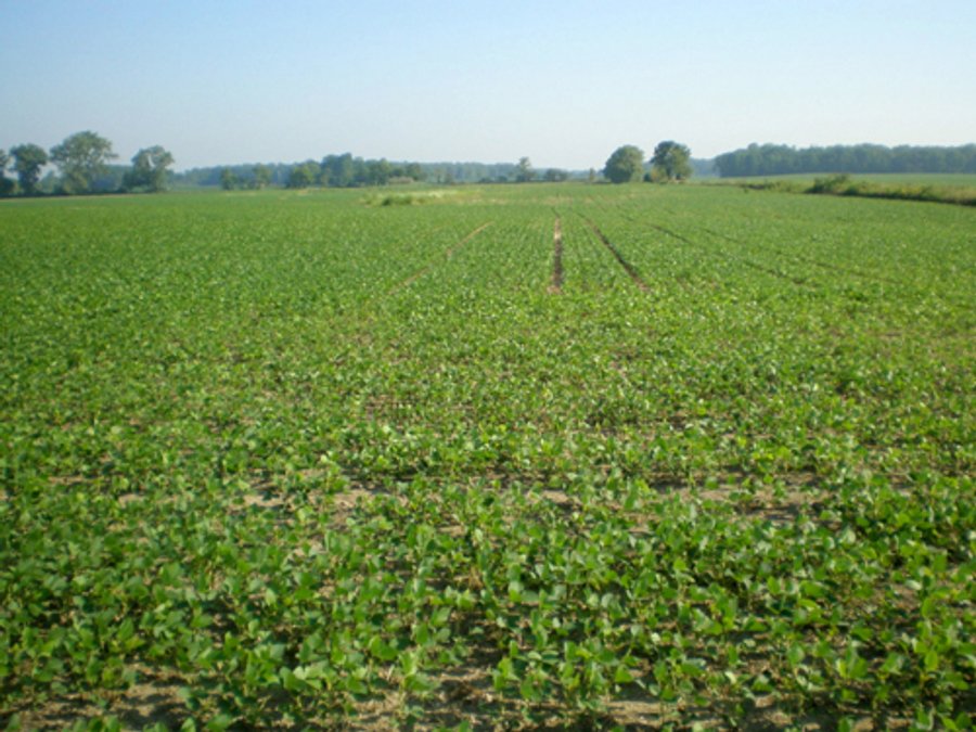 For sale: 32.5+/- Acre Grain Farm - Markleville, IN