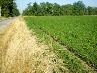 32.5+/- acre grain farm.  Excellent soils - nearly all tillable. - 32.5+/- Acre Grain Farm
