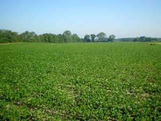 32.5+/- acre grain farm.  Excellent soils - nearly all tillable. - 32.5+/- Acre Grain Farm