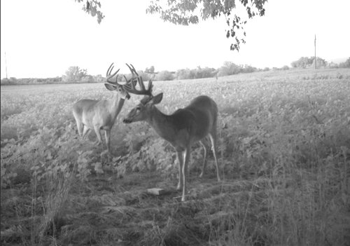 Photo from Trail Cam on the Property - 74.45 Acres Offered in 3 Tracts - 55+/- Tillable Acres Per FSA