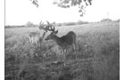 Photo from Trail Cam on the Property - 74.45 Acres Offered in 3 Tracts - 55+/- Tillable Acres Per FSA