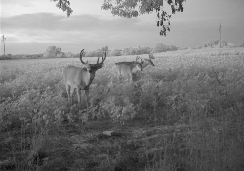 Photo from Trail Cam on the Property - 74.45 Acres Offered in 3 Tracts - 55+/- Tillable Acres Per FSA