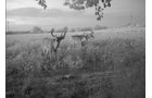 Photo from Trail Cam on the Property - 74.45 Acres Offered in 3 Tracts - 55+/- Tillable Acres Per FSA