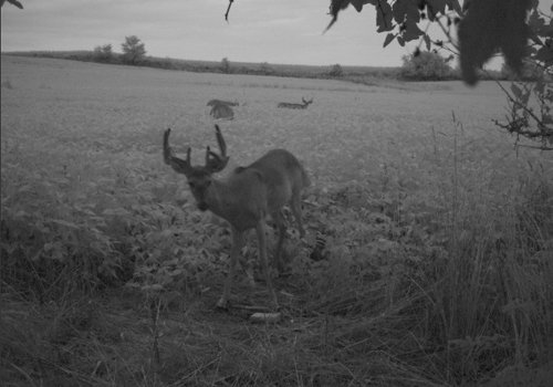 Photo from Trail Cam on the Property - 74.45 Acres Offered in 3 Tracts - 55+/- Tillable Acres Per FSA