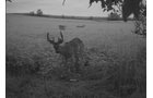 Photo from Trail Cam on the Property - 74.45 Acres Offered in 3 Tracts - 55+/- Tillable Acres Per FSA