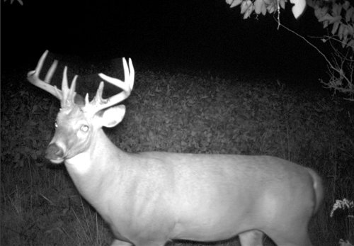 Photo from Trail Cam on the Property - 74.45 Acres Offered in 3 Tracts - 55+/- Tillable Acres Per FSA