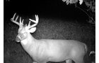 Photo from Trail Cam on the Property - 74.45 Acres Offered in 3 Tracts - 55+/- Tillable Acres Per FSA