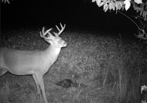 Photo from Trail Cam on the Property - 74.45 Acres Offered in 3 Tracts - 55+/- Tillable Acres Per FSA
