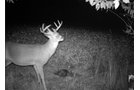 Photo from Trail Cam on the Property - 74.45 Acres Offered in 3 Tracts - 55+/- Tillable Acres Per FSA