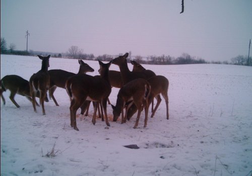Photo from Trail Cam on the Property - 74.45 Acres Offered in 3 Tracts - 55+/- Tillable Acres Per FSA
