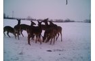 Photo from Trail Cam on the Property - 74.45 Acres Offered in 3 Tracts - 55+/- Tillable Acres Per FSA