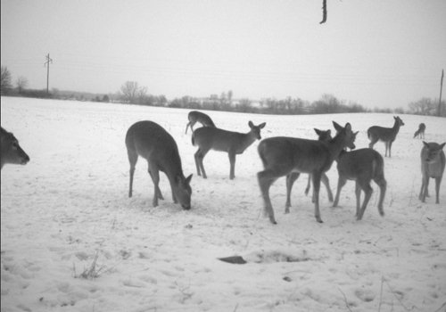 Photo from Trail Cam on the Property - 74.45 Acres Offered in 3 Tracts - 55+/- Tillable Acres Per FSA
