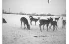 Photo from Trail Cam on the Property - 74.45 Acres Offered in 3 Tracts - 55+/- Tillable Acres Per FSA