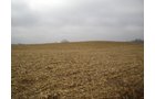 Property photo 9 - 74.45 Acres Offered in 3 Tracts - 55+/- Tillable Acres Per FSA