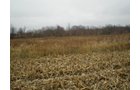 Property photo 3 - 74.45 Acres Offered in 3 Tracts - 55+/- Tillable Acres Per FSA