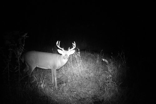 Photo from Trail Cam on the Property - 74.45 Acres Offered in 3 Tracts - 55+/- Tillable Acres Per FSA