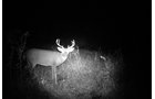 Photo from Trail Cam on the Property - 74.45 Acres Offered in 3 Tracts - 55+/- Tillable Acres Per FSA