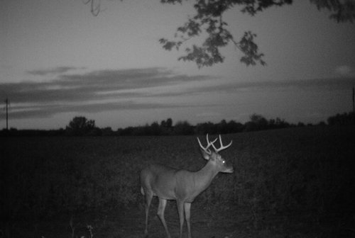 Photo from Trail Cam on the Property - 74.45 Acres Offered in 3 Tracts - 55+/- Tillable Acres Per FSA