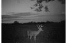 Photo from Trail Cam on the Property - 74.45 Acres Offered in 3 Tracts - 55+/- Tillable Acres Per FSA