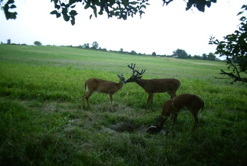 Photo from Trail Cam on the Property - 74.45 Acres Offered in 3 Tracts - 55+/- Tillable Acres Per FSA