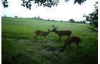 Photo from Trail Cam on the Property - 74.45 Acres Offered in 3 Tracts - 55+/- Tillable Acres Per FSA