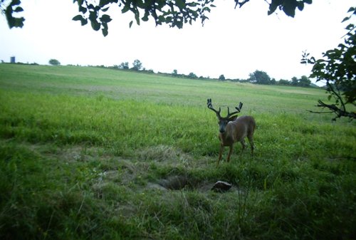 Photo from Trail Cam on the Property - 74.45 Acres Offered in 3 Tracts - 55+/- Tillable Acres Per FSA