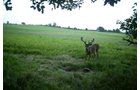 Photo from Trail Cam on the Property - 74.45 Acres Offered in 3 Tracts - 55+/- Tillable Acres Per FSA