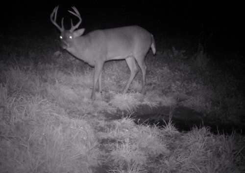 Photo from Trail Cam on the Property - 74.45 Acres Offered in 3 Tracts - 55+/- Tillable Acres Per FSA