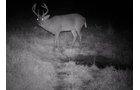 Photo from Trail Cam on the Property - 74.45 Acres Offered in 3 Tracts - 55+/- Tillable Acres Per FSA