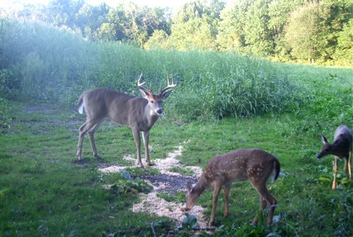 Photo from Trail Cam on the Property - 74.45 Acres Offered in 3 Tracts - 55+/- Tillable Acres Per FSA
