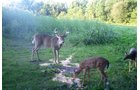 Photo from Trail Cam on the Property - 74.45 Acres Offered in 3 Tracts - 55+/- Tillable Acres Per FSA