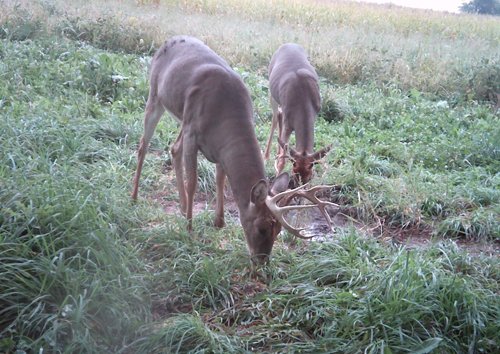 Photo from Trail Cam on the Property - 74.45 Acres Offered in 3 Tracts - 55+/- Tillable Acres Per FSA