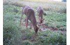 Photo from Trail Cam on the Property - 74.45 Acres Offered in 3 Tracts - 55+/- Tillable Acres Per FSA