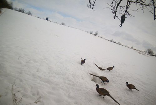 Photo from Trail Cam on the Property - 74.45 Acres Offered in 3 Tracts - 55+/- Tillable Acres Per FSA