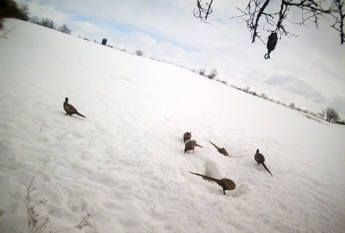 Photo from Trail Cam on the Property - 74.45 Acres Offered in 3 Tracts - 55+/- Tillable Acres Per FSA