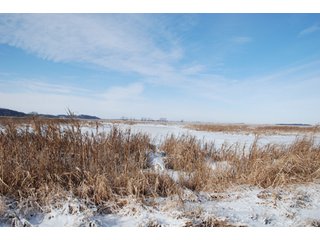 Tract 8 - Major Illinois Farmland Auction - 1,322+/- Acres Offered in 9 Tracts