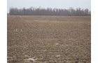 Property photo 1 - 128.5+/- Acres Offered in 2 Tracts - Wooded & Tillable Acres