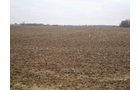 Property photo 8 - 128.5+/- Acres Offered in 2 Tracts - Wooded & Tillable Acres