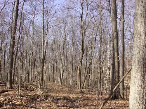Property photo 3 - 144.2+/- Acres Offered in 2 Tracts in Williams Co., Ohio
