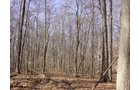 Property photo 3 - 144.2+/- Acres Offered in 2 Tracts in Williams Co., Ohio