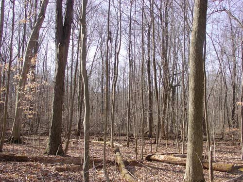 Property photo 7 - 144.2+/- Acres Offered in 2 Tracts in Williams Co., Ohio