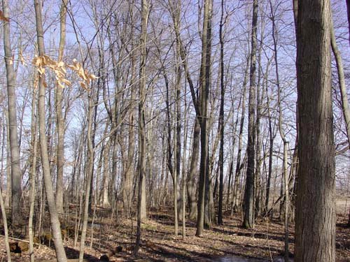 Property photo 1 - 144.2+/- Acres Offered in 2 Tracts in Williams Co., Ohio