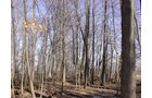 Property photo 1 - 144.2+/- Acres Offered in 2 Tracts in Williams Co., Ohio