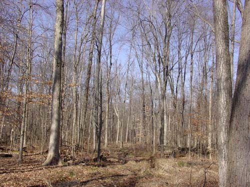 Property photo 2 - 144.2+/- Acres Offered in 2 Tracts in Williams Co., Ohio
