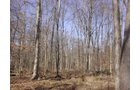 Property photo 2 - 144.2+/- Acres Offered in 2 Tracts in Williams Co., Ohio