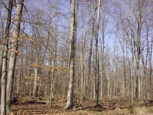 Property photo 5 - 144.2+/- Acres Offered in 2 Tracts in Williams Co., Ohio