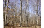 Property photo 5 - 144.2+/- Acres Offered in 2 Tracts in Williams Co., Ohio
